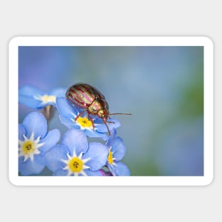 Rosemary Beetle on Forget-me-not Sticker